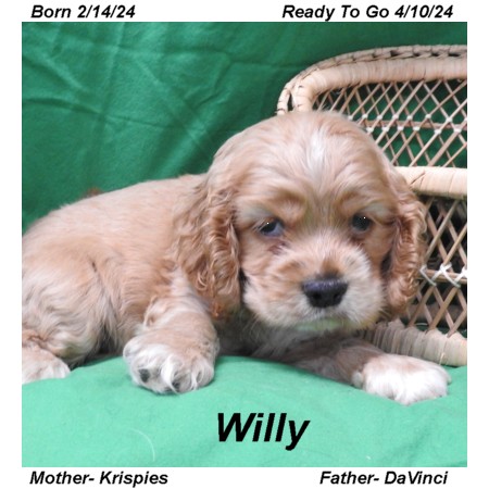 puppy, for, sale, Cocker Spaniel, Joe & Cherri  Overlease, dog, breeder, Miller, MO, dog-breeder, puppy-for-sale, forsale, nearby, find, puppyfind, locator, puppylocator, aca